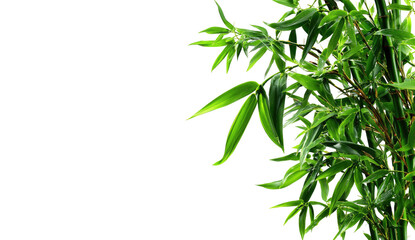 Green bamboo stalks and leaves contrast starkly with a solid black background