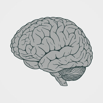 Illustration of a brain in black and white line art