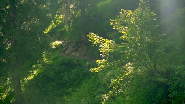 Two Trekkers in Dense Forest Near Kheerganga Campsite, Parvati Valley, Dhauladhar Range, Himachal Pradesh, India