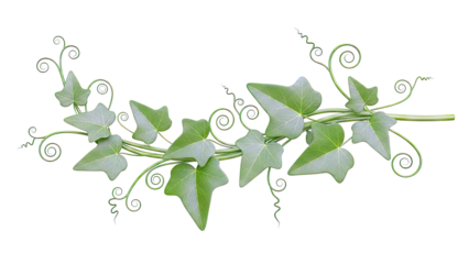 Green Ivy Vine with Swirling Tendrils