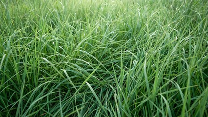 Obraz premium Lush Green Grass Field with Soft Natural Lighting and Vibrant Foliage