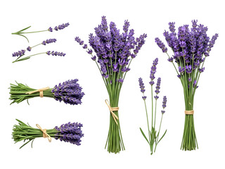 Fototapeta premium Bundles of fresh lavender flowers on black background