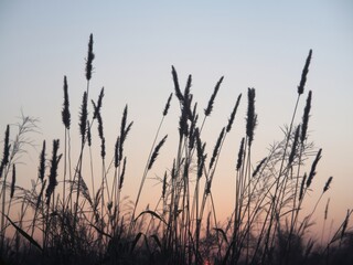 Silhouetted grasses at sunset