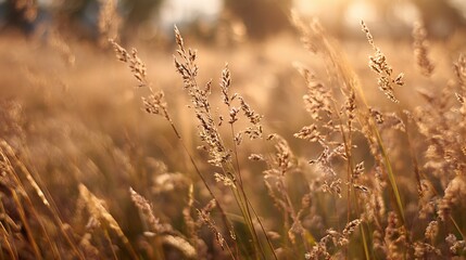 Obraz premium Golden hour shines on grasses, field blurred