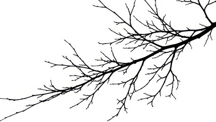 Silhouetted arboreal branch against a stark white backdrop, offering a stark minimalist design