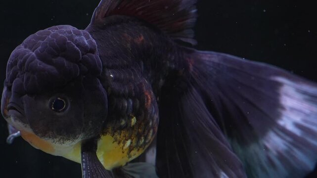 Closeup of black oranda goldfish swimming slowly underwater. Elegant fins and textured head create a calm and peaceful aquarium scene