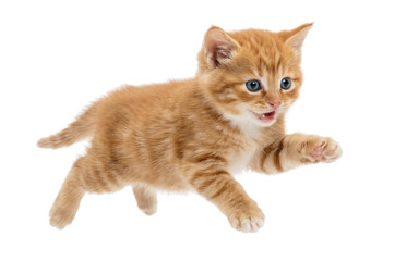 Obraz premium Orange tabby kitten running with open mouth, ginger short hair cat cutout, Isolated on transparent background, png