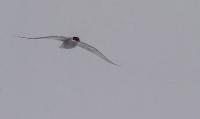 Telephoto of an Artic Tern - terna paradisaea- flying in the Antarctic Amidst snowy weather