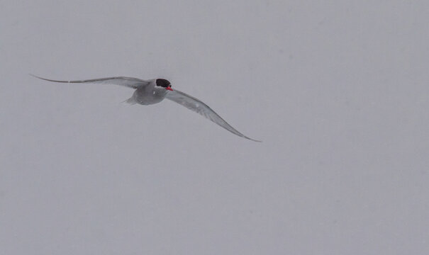 Telephoto of an Artic Tern - terna paradisaea- flying in the Antarctic Amidst snowy weather