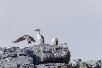 Close-up of a flying Antarctic Shag -Leucocarbo bransfieldensis- near Mikkelsen Harbour, Trinity Island, on the Antarctic Peninsula