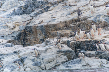 A group of Gentoo Penguin -Pygoscelis papua- standing on a rock near Primavera Base, on the Antarctic peninsula