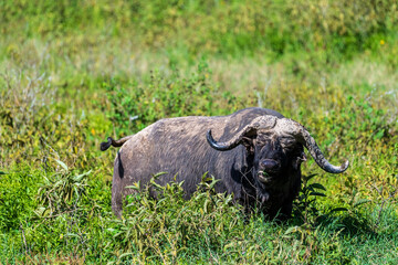 Telephoto of Cape Buffalo -Syncerus caffer- grazing in Lake Nakamuro national park, Kenya