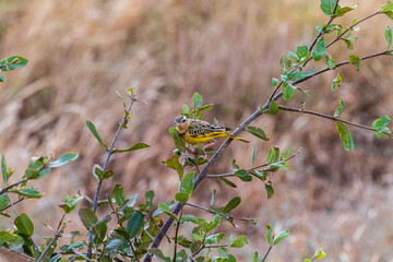 Telephoto of a Yellow-throated longclaw - Macronyx croceus- standing on a branch of a tree in the Samburu national reserve in Northern Kenya.