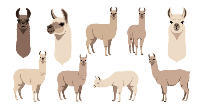 Collection of cute llamas and alpacas in various poses and different colors, including full body views and portrait heads.