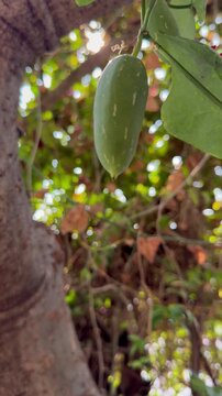 The fruit of the ivy gourd is green.