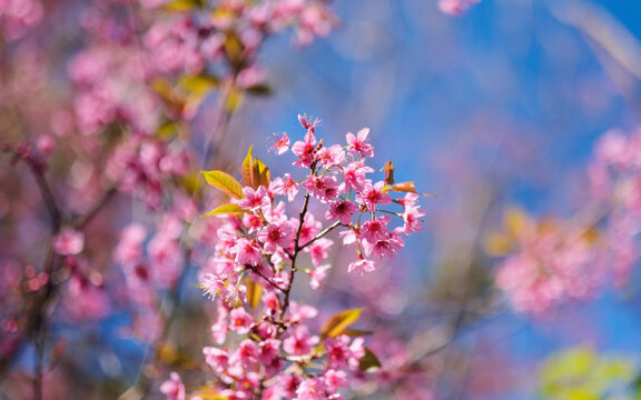 Closeup image of a pink cherry blossom flower in the park