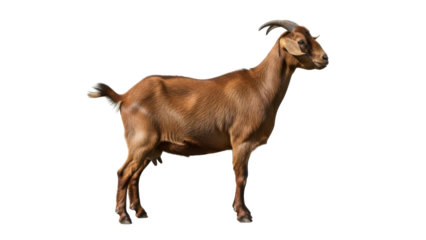 Brown Domestic Goat Standing Isolated on White Background