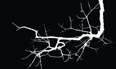 Silhouette of bare branche of a tree isolated on black background. Black and white vector illustration
