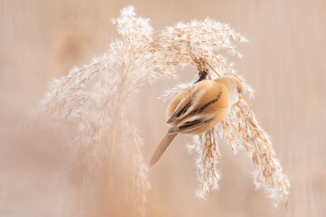 Ptak, Wąsatka samiczka siedzi na trzcinie, pastelowe, delikatne kolory © Zena