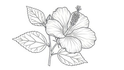 Hibiscus flower line art illustration