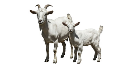 Fototapeta premium Adult white goat and baby kid standing together isolated on white background