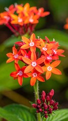 A vibrant cluster of orange flowers with green leaves and a blurred background