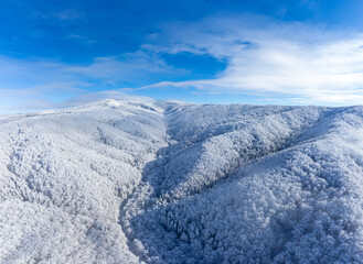 Aerial view of a snow-covered valley running between large hills blanketed entirely in snow-laden forest under a clear blue sky. Landscape with the Gurghiu mountains in winter seen from above