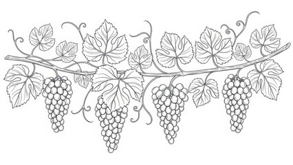 Grapevine illustration, vine with grapes