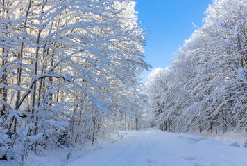Landscape with a forest road through a deciduous forest covered with snow in winter