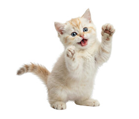 Obraz premium Playful Cream and White Kitten Standing on Hind Legs with Paws Up