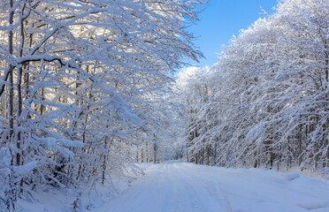 A scenic, snow-covered road winding through a dense deciduous forest in winter