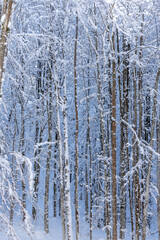 A serene winter landscape featuring a deciduous forest of snow-covered trees
