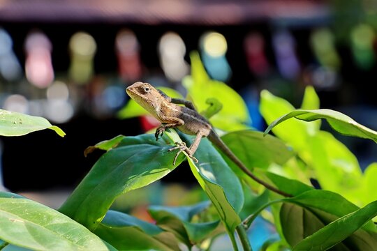 Female Oriental garden lizard (Calotes versicolor) on tree