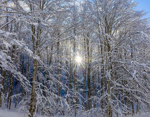 A snow-covered forest with the sun shining through the branches, creating a bright starburst effect. A winter forest scene where bright sunlight is shining through snow-covered deciduous trees