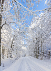 A serene winter landscape featuring a snow-covered forest road under a clear blue sky and trees lining the path are heavily laden with fresh snow, creating an idyllic, tranquil scene
