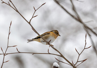 Close-up of a Brambling bird (Fringilla montifringilla) sitting on a twig in winter
