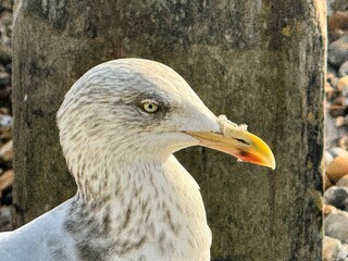 Close up of young seagull at seaside