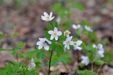 Wild wasp insect sits on spring blooming anemone flowers. Insects flower polinators concept.Free copy space.