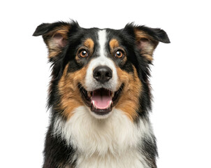 Australian Shepherd dog head portrait with open mouth and tongue, tri color black tan white fur, Isolated on transparent background, png