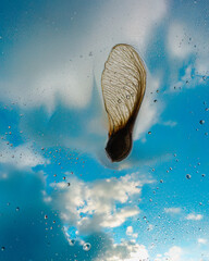 Gros plan sur une graine d'&eacute;rable samaire sur une vitre transparente avec un fond bleu ciel flou
