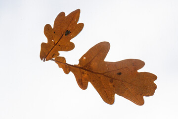 Gros plan sur une feuille de ch&ecirc;ne d'automne marron pos&eacute;e sur une vitre transparente avec un fond bleu flou
