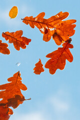 Gros plan sur une feuille de ch&ecirc;ne d'automne marron pos&eacute;e sur une vitre transparente avec un fond bleu flou

