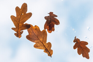 Gros plan sur une feuille de ch&ecirc;ne d'automne marron pos&eacute;e sur une vitre transparente avec un fond bleu flou
