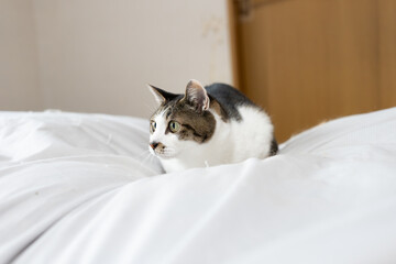 気になって見つめる可愛い猫　キジトラ白	