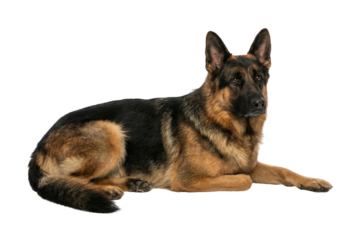 German Shepherd Dog Lying Down Isolated on White Background