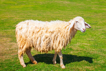 Fluffy sheep stands on the green grass on the farm.