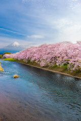 Beautiful blooming cherry blossoms with Mount Fuji in the background and a Urui river in the foreground is a popular tourist spot in Fuji City, Shizuoka Japan.
