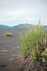 Green vegetation and wildflowers growing on black volcanic sand in Mount Bromo National Park, East Java, Indonesia