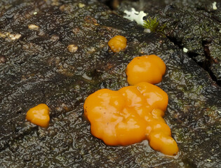 Gelbe Gallerttr&auml;ne, Zerflie&szlig;ende Gallerttr&auml;ne, Dacrymyces stillatus