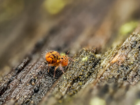 Kugelspringer, springtail, Collembola